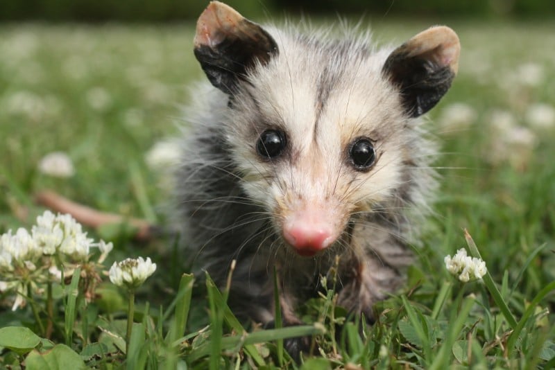 Opossum Removal