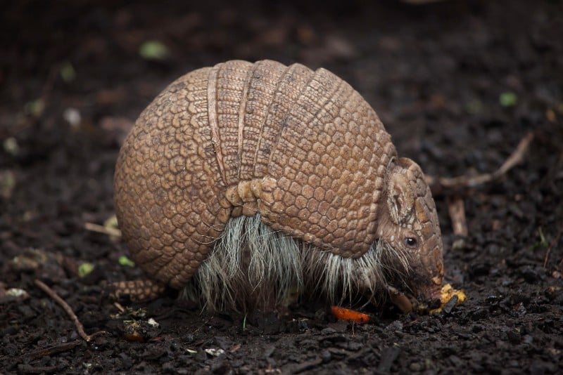 ARMADILLO REMOVAL SERVICE