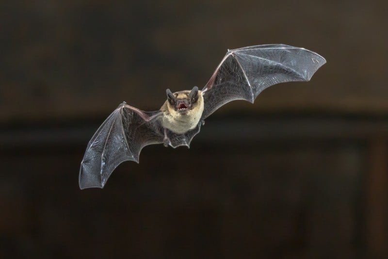 Bat in Filght