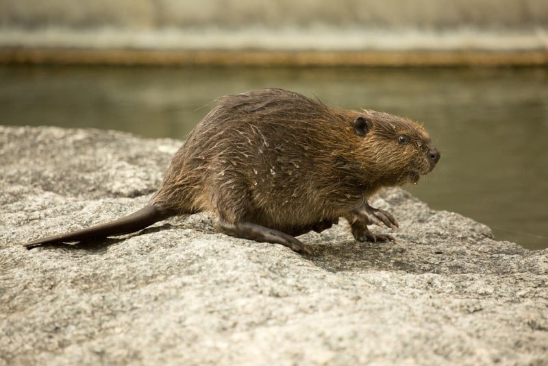 Beaver Removal