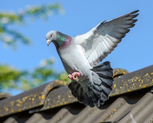Pigeon Removal Service