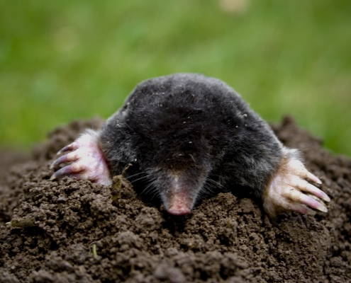 Mole Removal Service