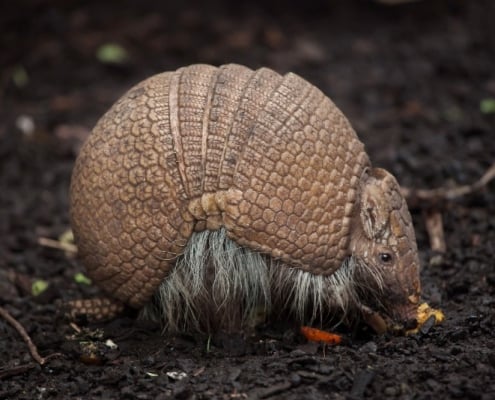 Armadillo Removal Service | Atlanta, Athens and Northwest Georgia