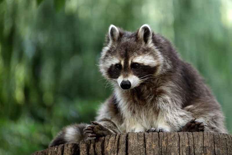 Racoon Removal Service AWL Wildlife Removal Atlanta, Athens and NW GA