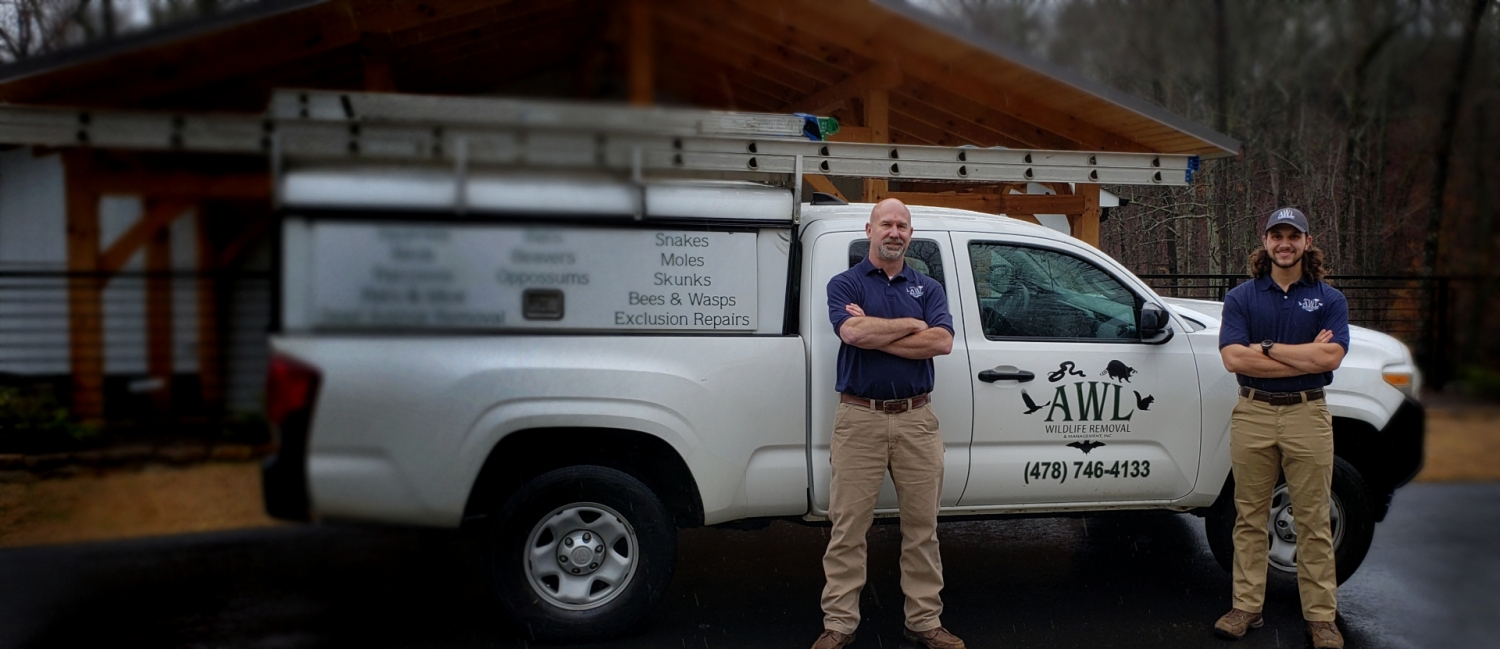 AWL Wildlife Removal Near Me Atlanta, Athens and Nearby Areas