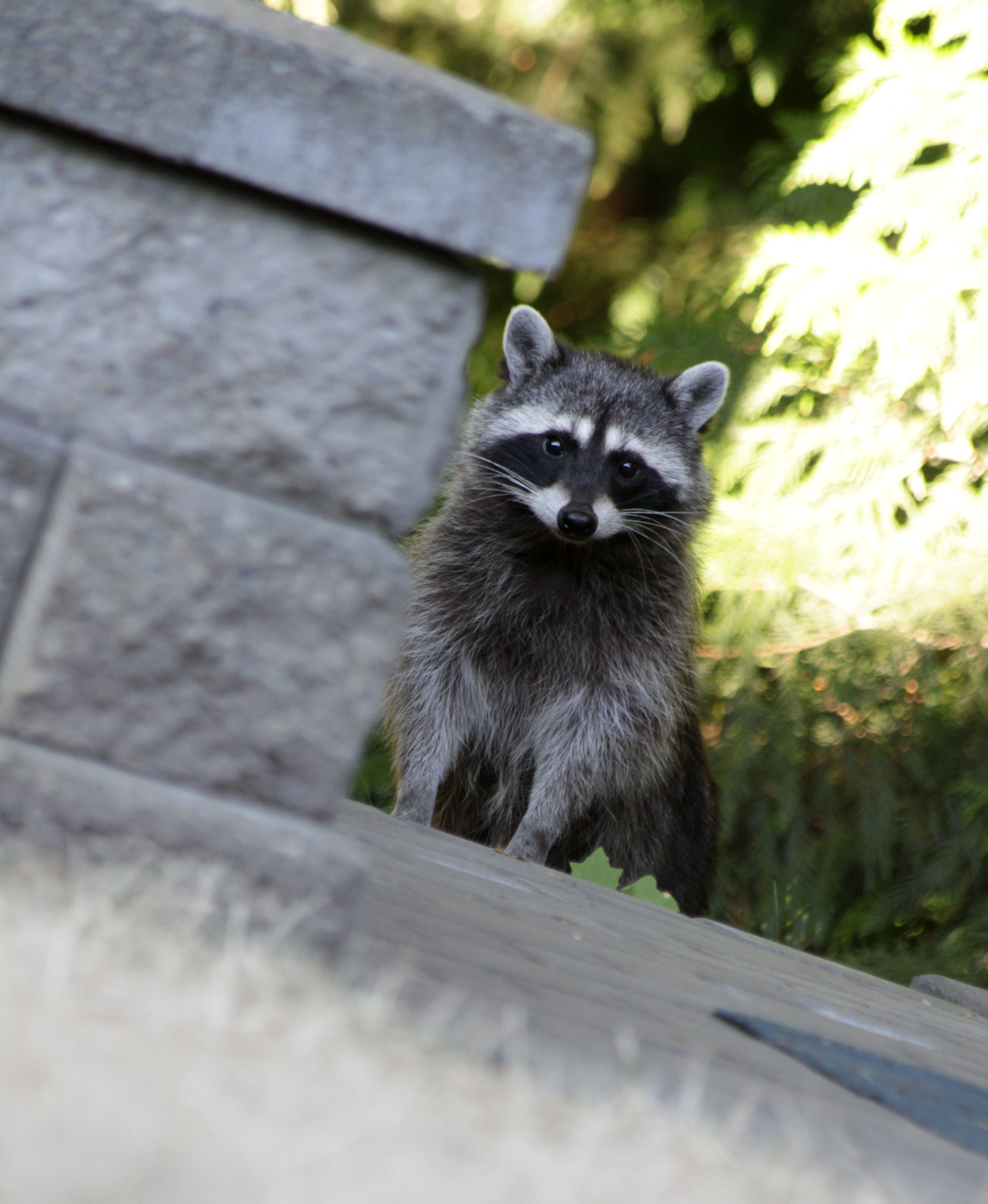 Raccoon Removal Service | Atlanta and Northwest Georgia | Licensed ...